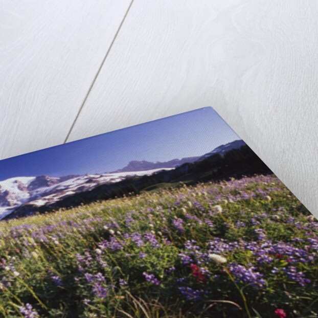 Flowers and Mt. Rainier by Anonymous