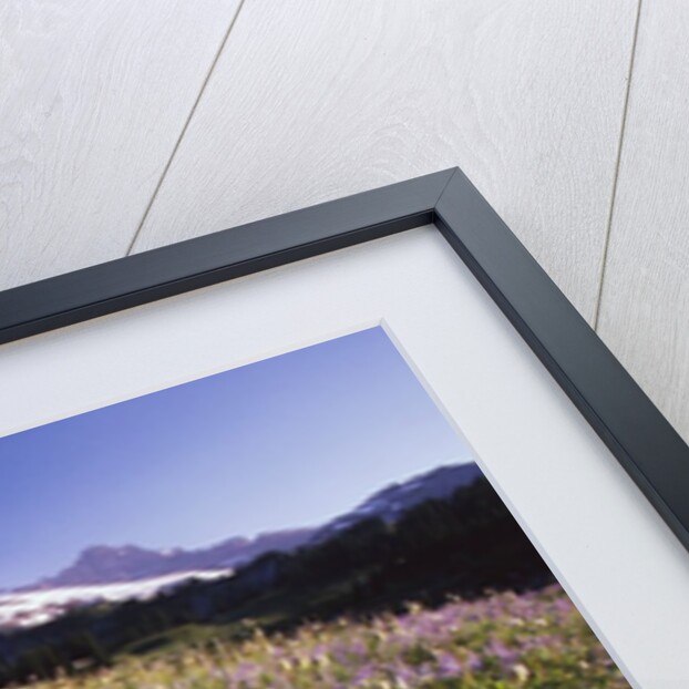 Flowers and Mt. Rainier by Anonymous