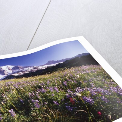 Flowers and Mt. Rainier by Anonymous
