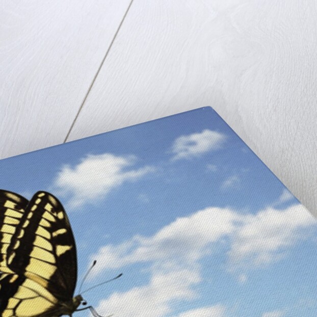 Swallowtail on a Blade of Grass by Anonymous