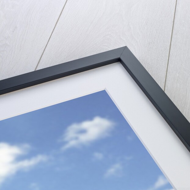 Swallowtail on a Blade of Grass by Anonymous