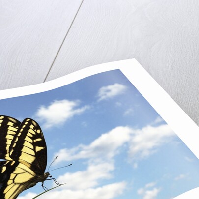 Swallowtail on a Blade of Grass by Anonymous