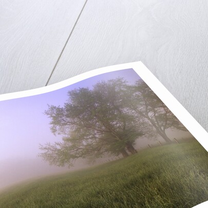 Morning Fog in Great Smoky Mountains National Park by Anonymous