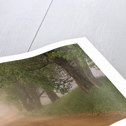 Fog Over Rural Road in Great Smoky Mountains by Anonymous