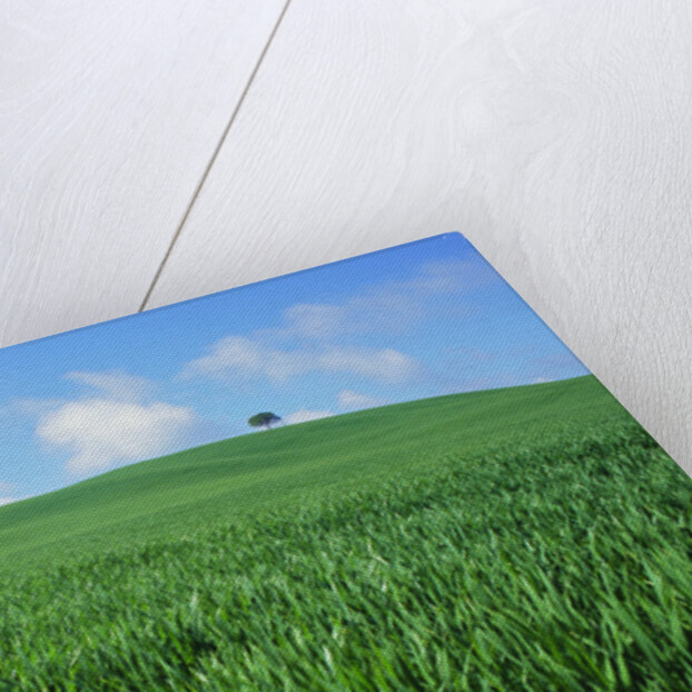 Lone Tree in Spring Wheat Field by Anonymous