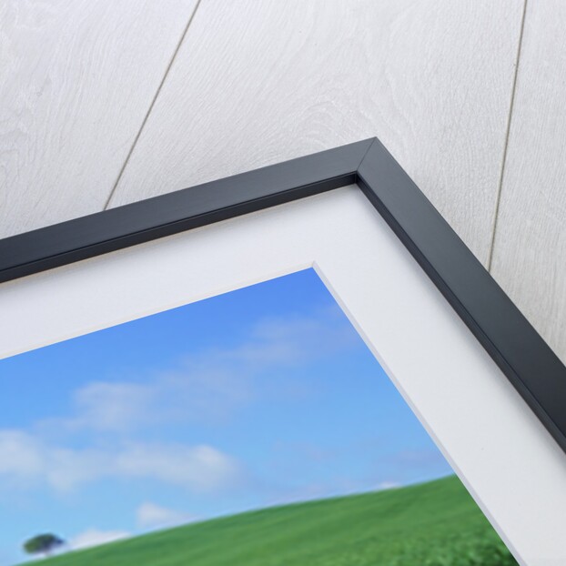 Lone Tree in Spring Wheat Field by Anonymous