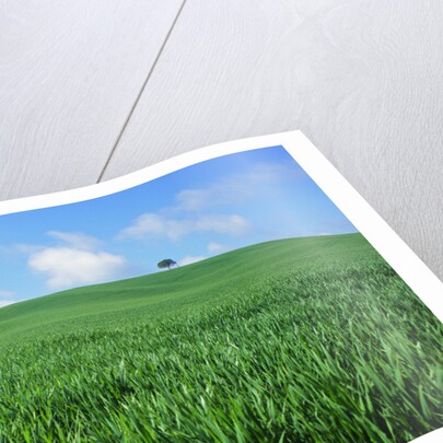 Lone Tree in Spring Wheat Field by Anonymous