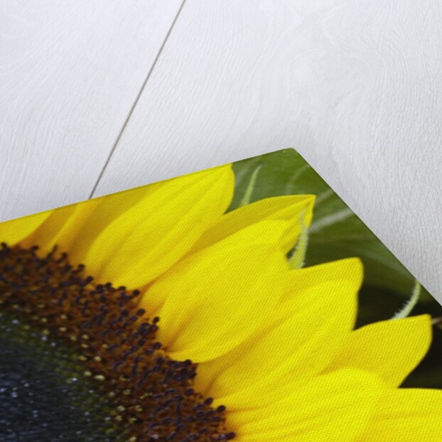 Sunflower by Anonymous