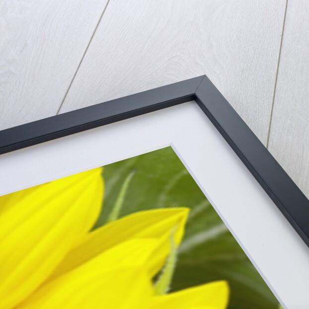 Sunflower by Anonymous