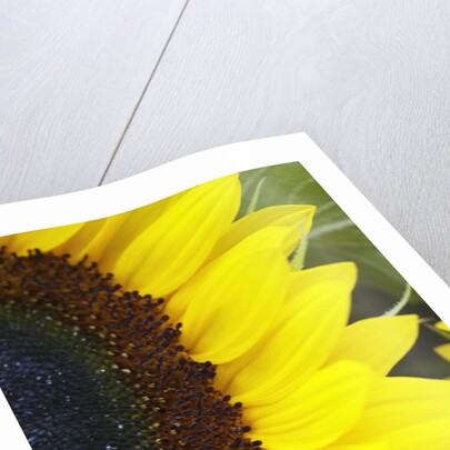 Sunflower by Anonymous