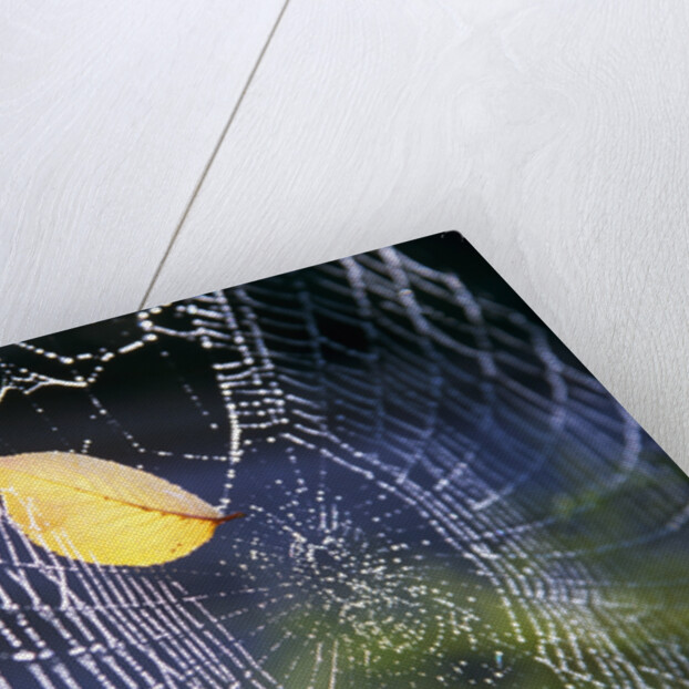 Leaf Caught in Spiderweb by Anonymous