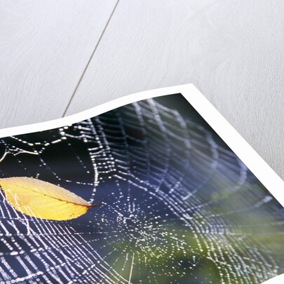 Leaf Caught in Spiderweb by Anonymous