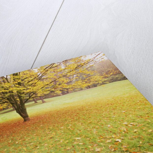 Autumn Leaves in Grass by Anonymous