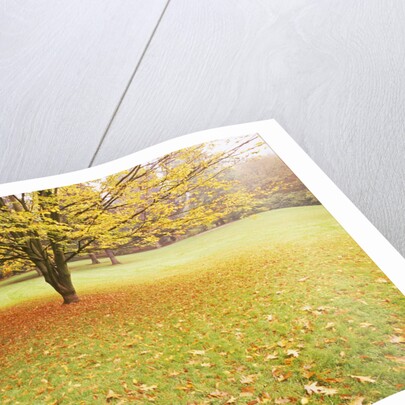 Autumn Leaves in Grass by Anonymous