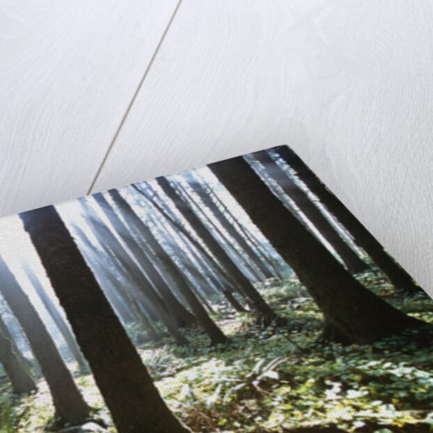 Sunlight Illuminating Forest by Anonymous