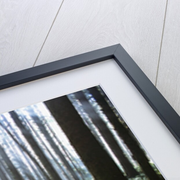 Sunlight Illuminating Forest by Anonymous