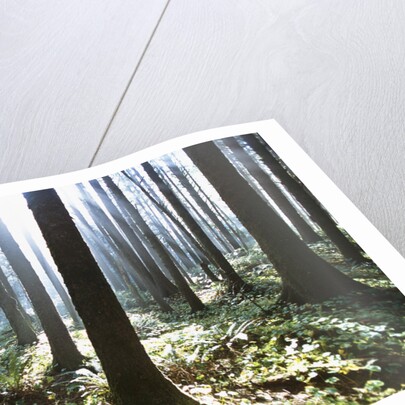 Sunlight Illuminating Forest by Anonymous