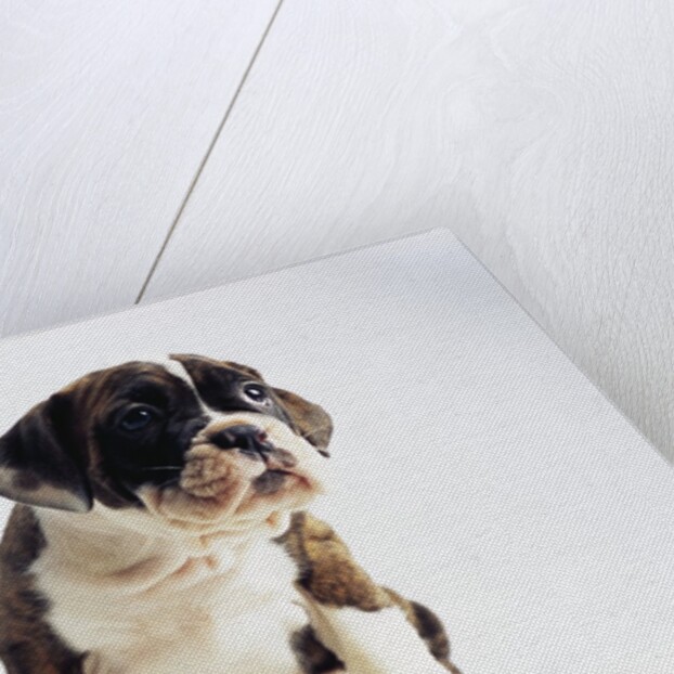 Bulldog Puppy by Anonymous