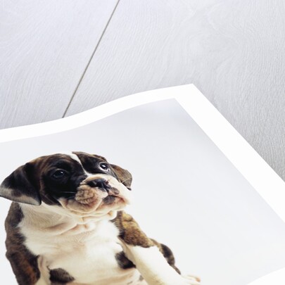 Bulldog Puppy by Anonymous