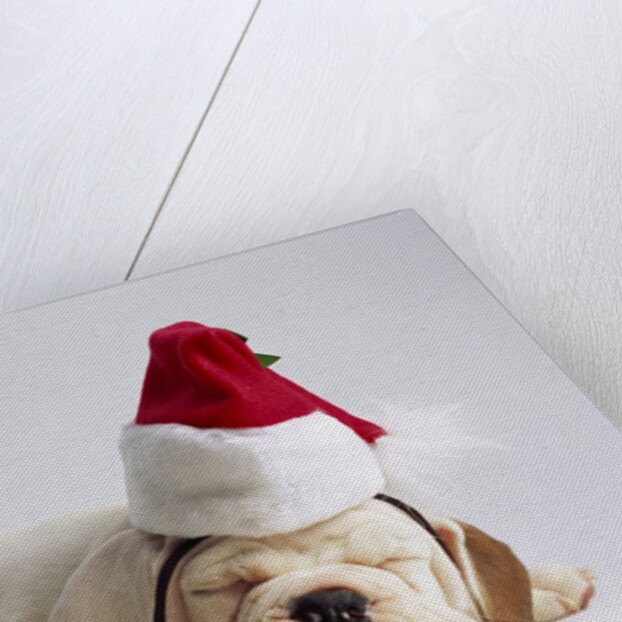 Bulldog Puppy Wearing Santa Hat by Anonymous