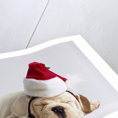 Bulldog Puppy Wearing Santa Hat by Anonymous