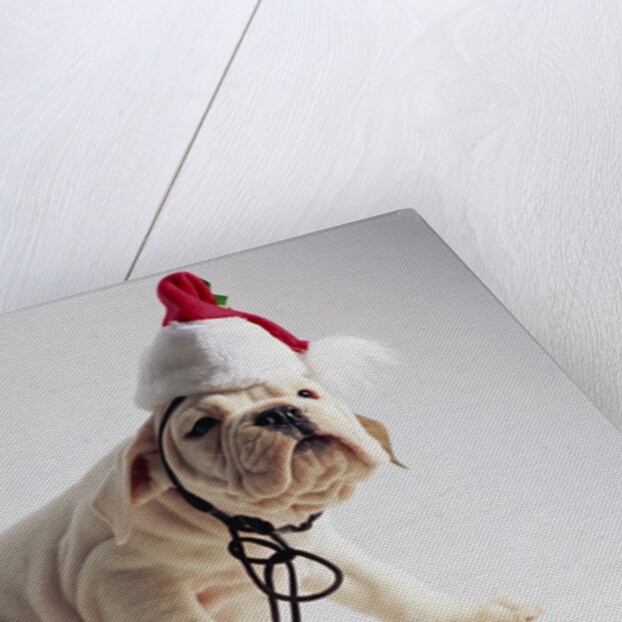 Bulldog Puppy Wearing Santa Hat by Anonymous