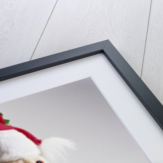Bulldog Puppy Wearing Santa Hat by Anonymous