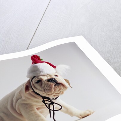 Bulldog Puppy Wearing Santa Hat by Anonymous