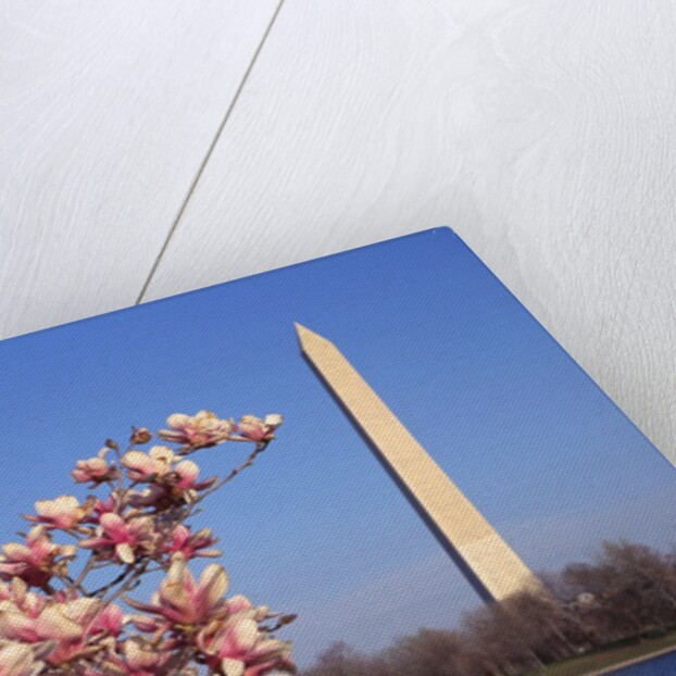 Blooming Magnolia near Washington Monument by Corbis