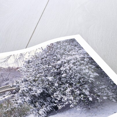 Snow at Bow Bridge in Central Park by Anonymous