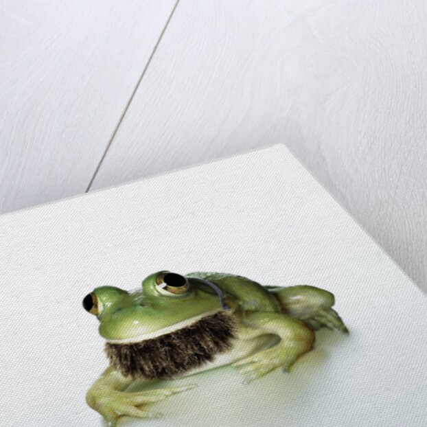 Frog Wearing Beard by Anonymous