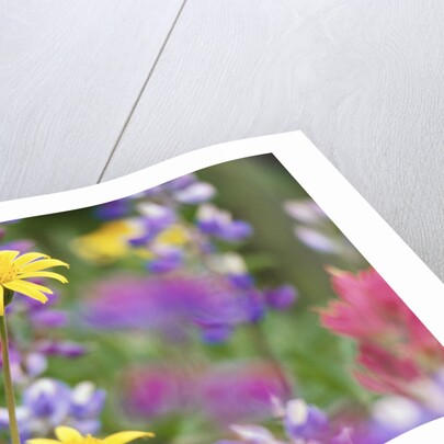 Yellow Daisies Among Flowers by Anonymous