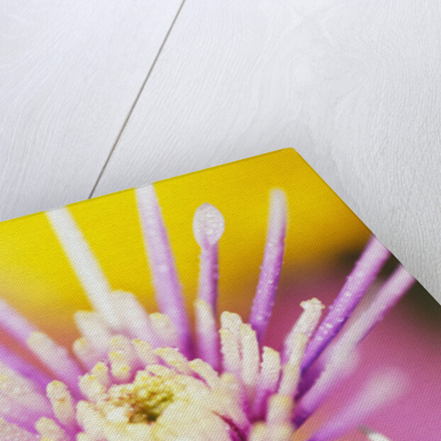 Dew Drops Covering Flower by Anonymous