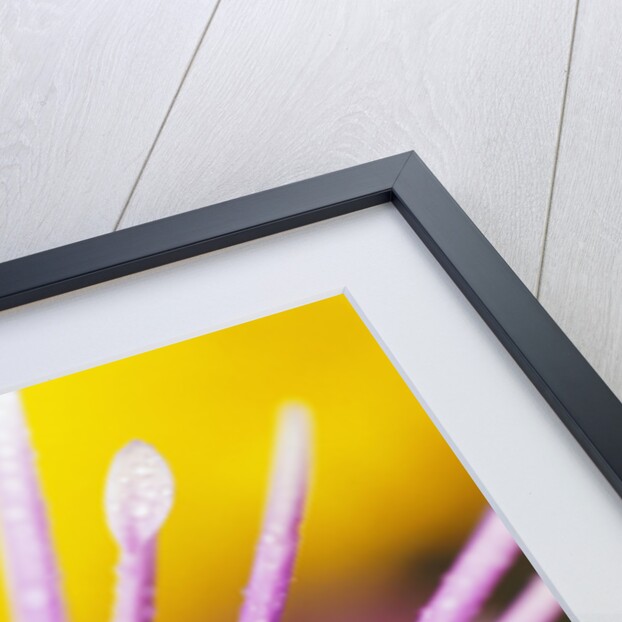 Dew Drops Covering Flower by Anonymous