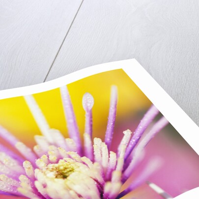 Dew Drops Covering Flower by Anonymous