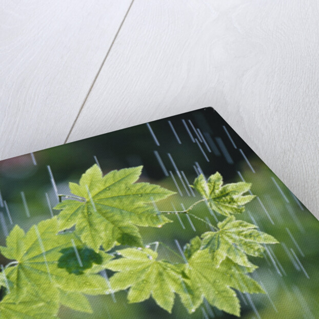 Rain Falling on Vine Maple Leaves by Anonymous
