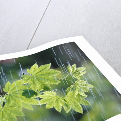 Rain Falling on Vine Maple Leaves by Anonymous