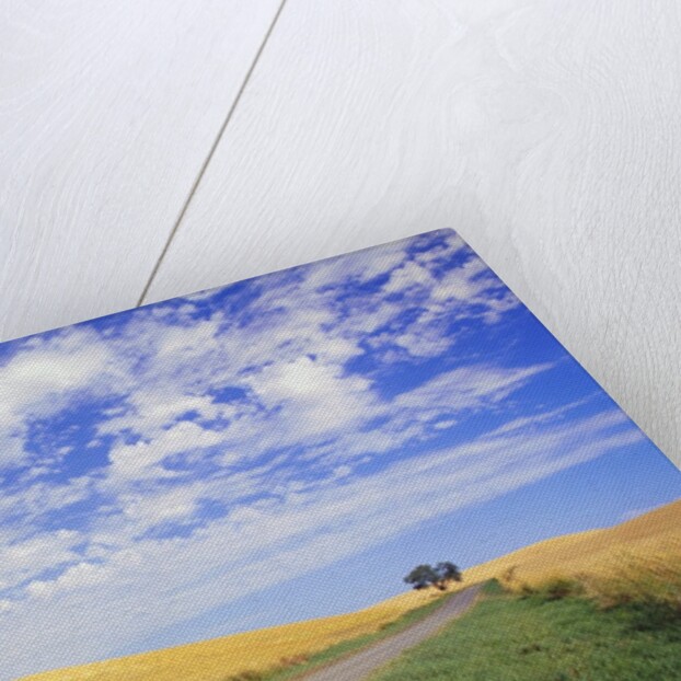 Dirt Road Running Through Farm Fields by Anonymous