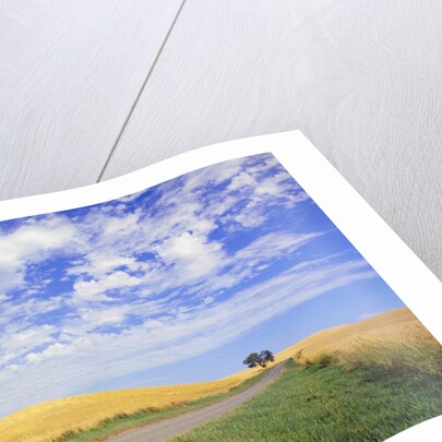 Dirt Road Running Through Farm Fields by Anonymous