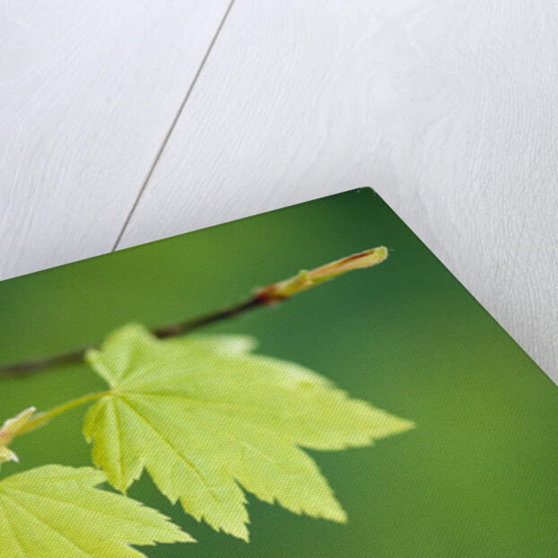 Pair of Leaves Hanging on Branch by Anonymous