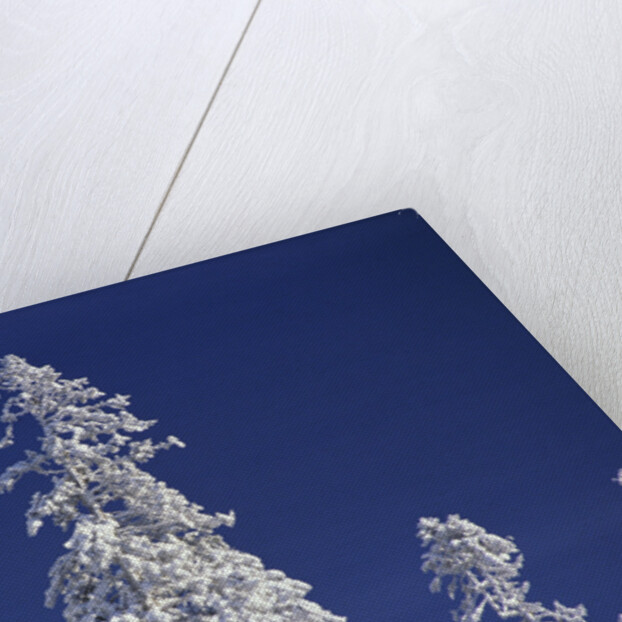 Snow Covering Trees Against Sky by Anonymous