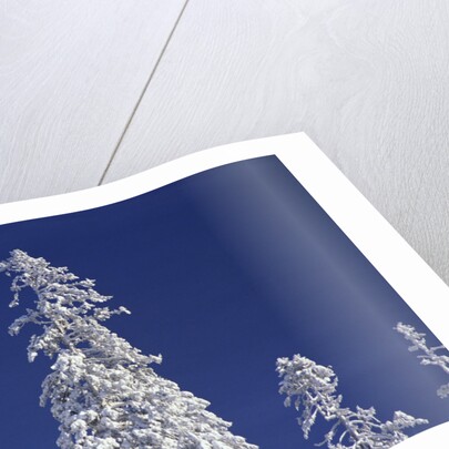 Snow Covering Trees Against Sky by Anonymous