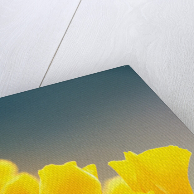 Yellow Poppy Flowers by Anonymous