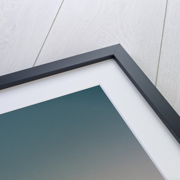 Yellow Poppy Flowers by Anonymous