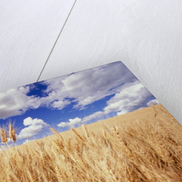 Wheat Field Growing Beneath Puffy Clouds by Anonymous