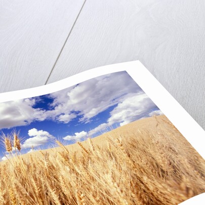 Wheat Field Growing Beneath Puffy Clouds by Anonymous