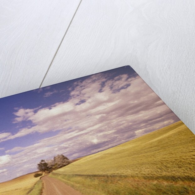 Dirt Road Stretching Through Fields by Anonymous