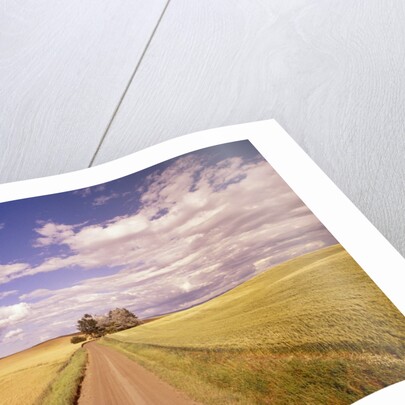 Dirt Road Stretching Through Fields by Anonymous