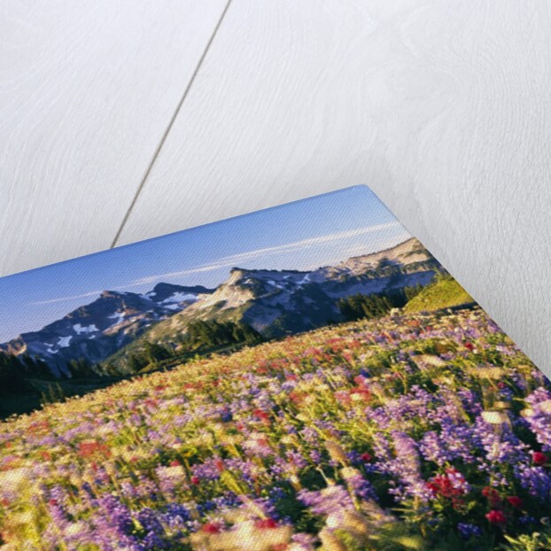 Wildflower Meadow and Tatoosh Range by Anonymous