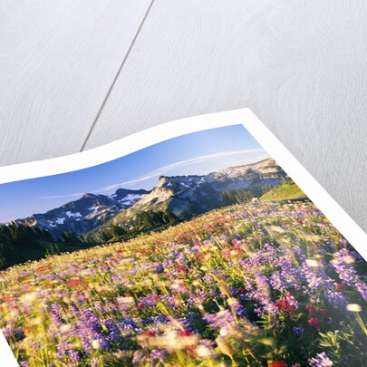 Wildflower Meadow and Tatoosh Range by Anonymous